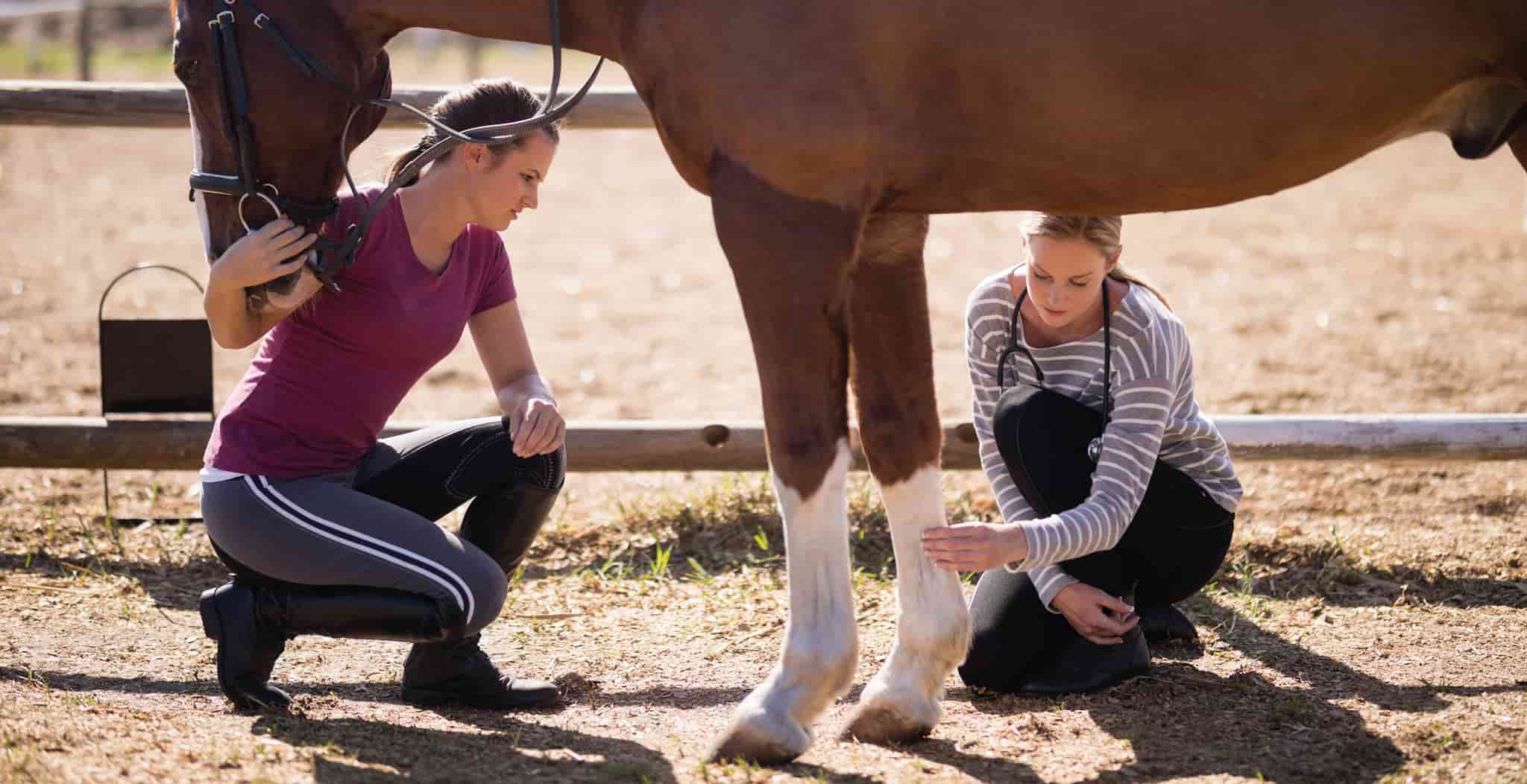 Inflammation in horses Treatments and Results of Advanced