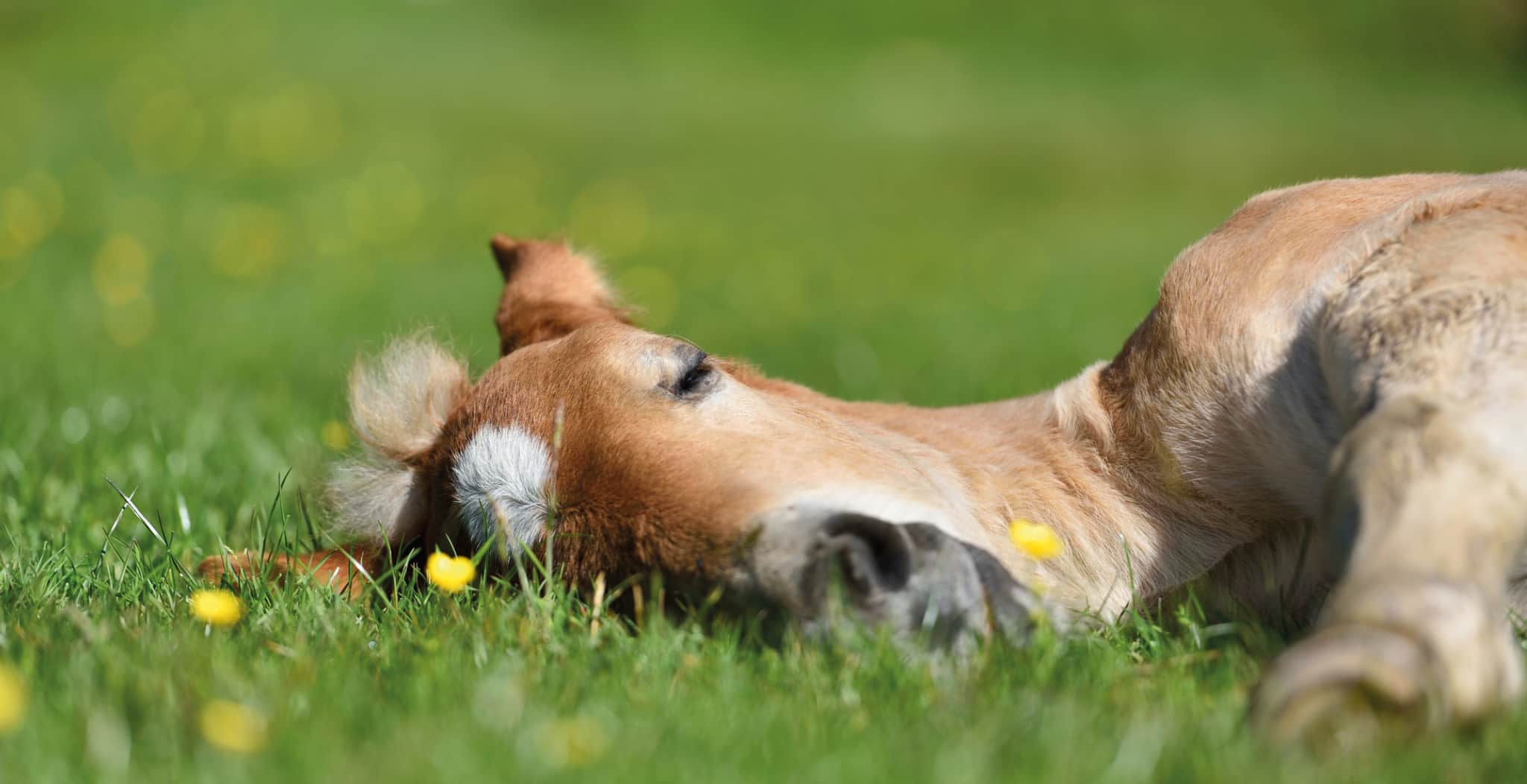 Why Do Horses Lay Down? – StreamZ (USA)