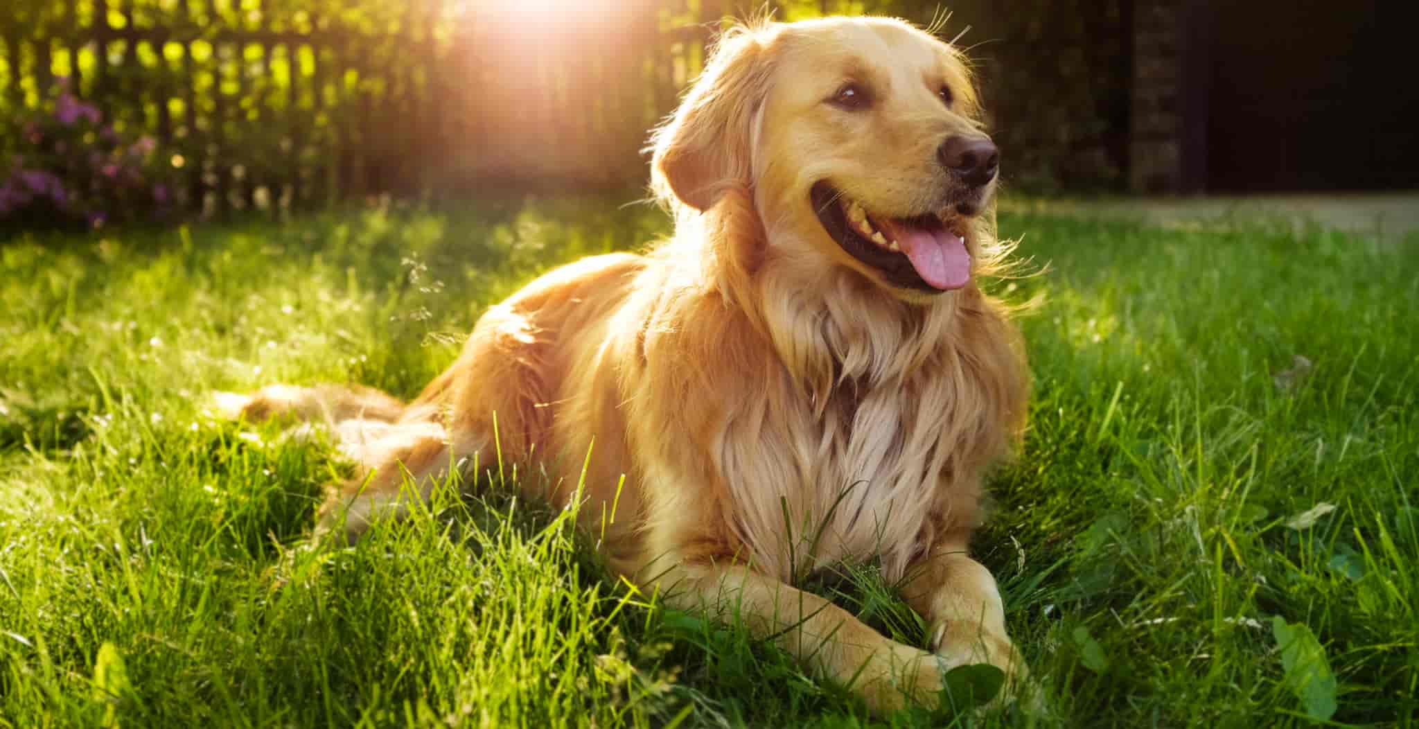 Golden Retrievers are 'higher risk' than other breeds of dog for certain conditions such as canine cancer, dysplasia and more.