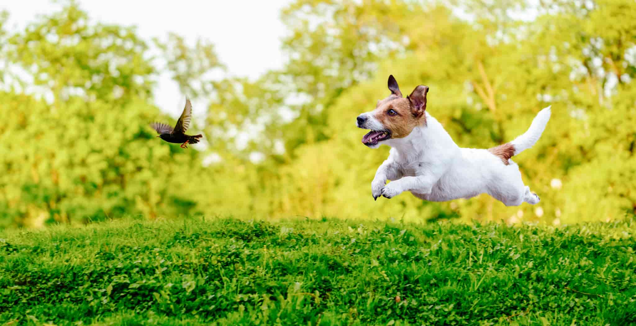 DOG Streamz jack russell health conditions and treatments blog image