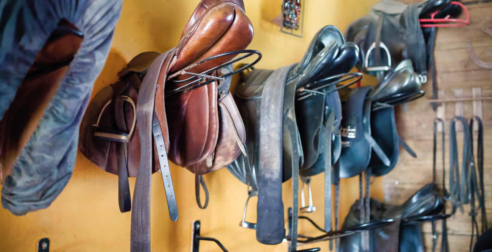 EQU Streamz magnetic horse bands blog entry image for horse disciplines