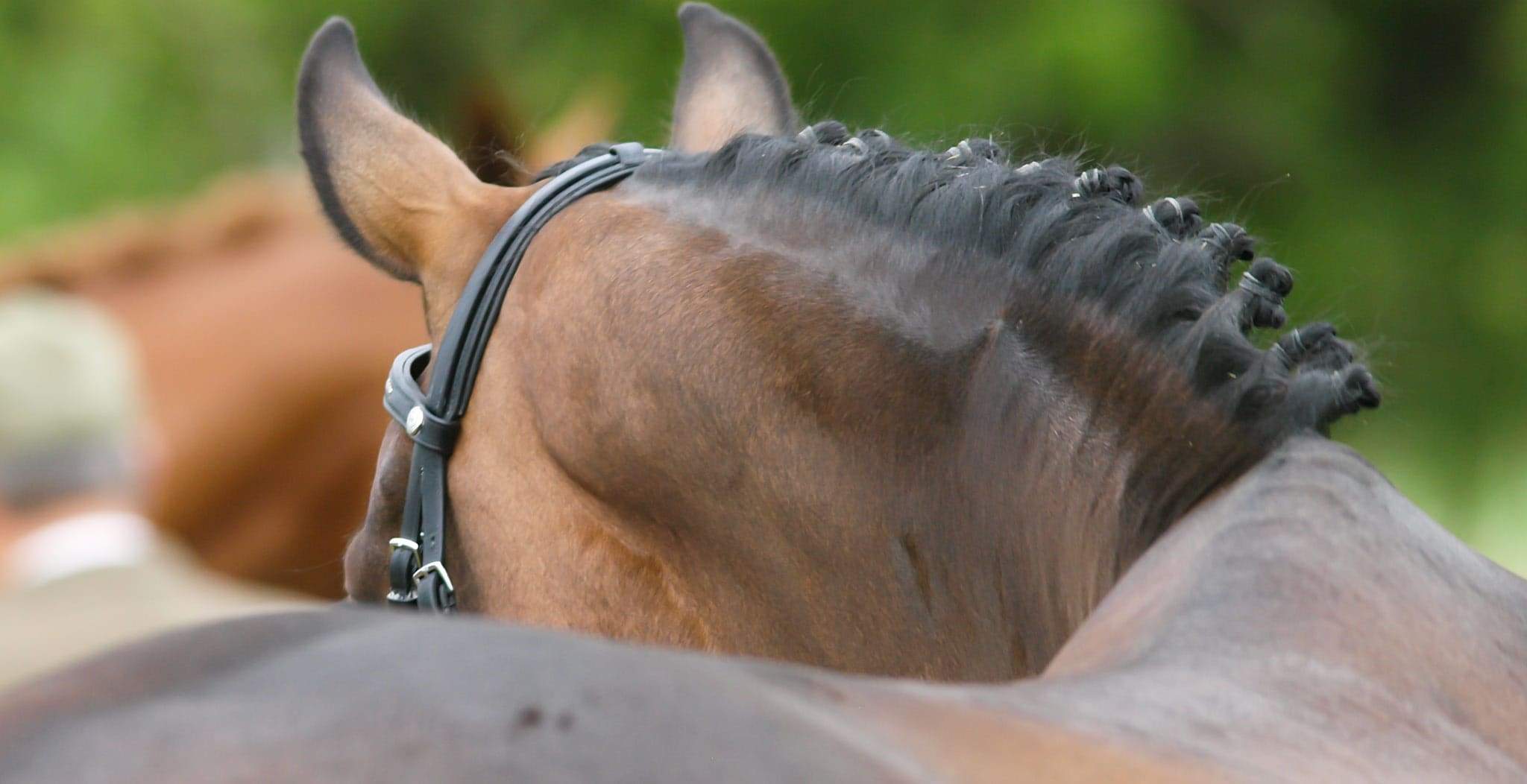Kissing Spine In Horses Symptoms Causes Treatment StreamZ USA Kissing Spine In Horses Symptoms Causes Treatment StreamZ USA