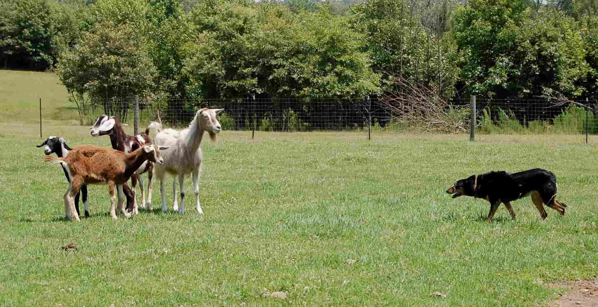 Shine The Light series | We look at how DOG StreamZ Collars have helped Indy, a working dog, recover from a series of injuries and get back out working.