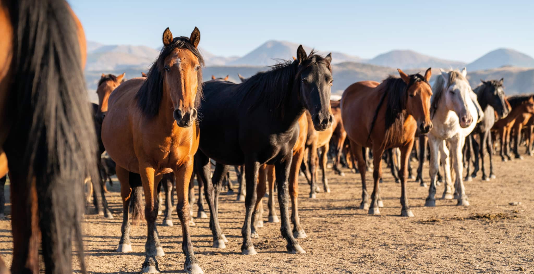 EQU Streamz windgalls study of 25 horses diagnosed with windgalls and what impact the streamz technology has on swelling within the wind puff. Equine therapy solution from streamz global