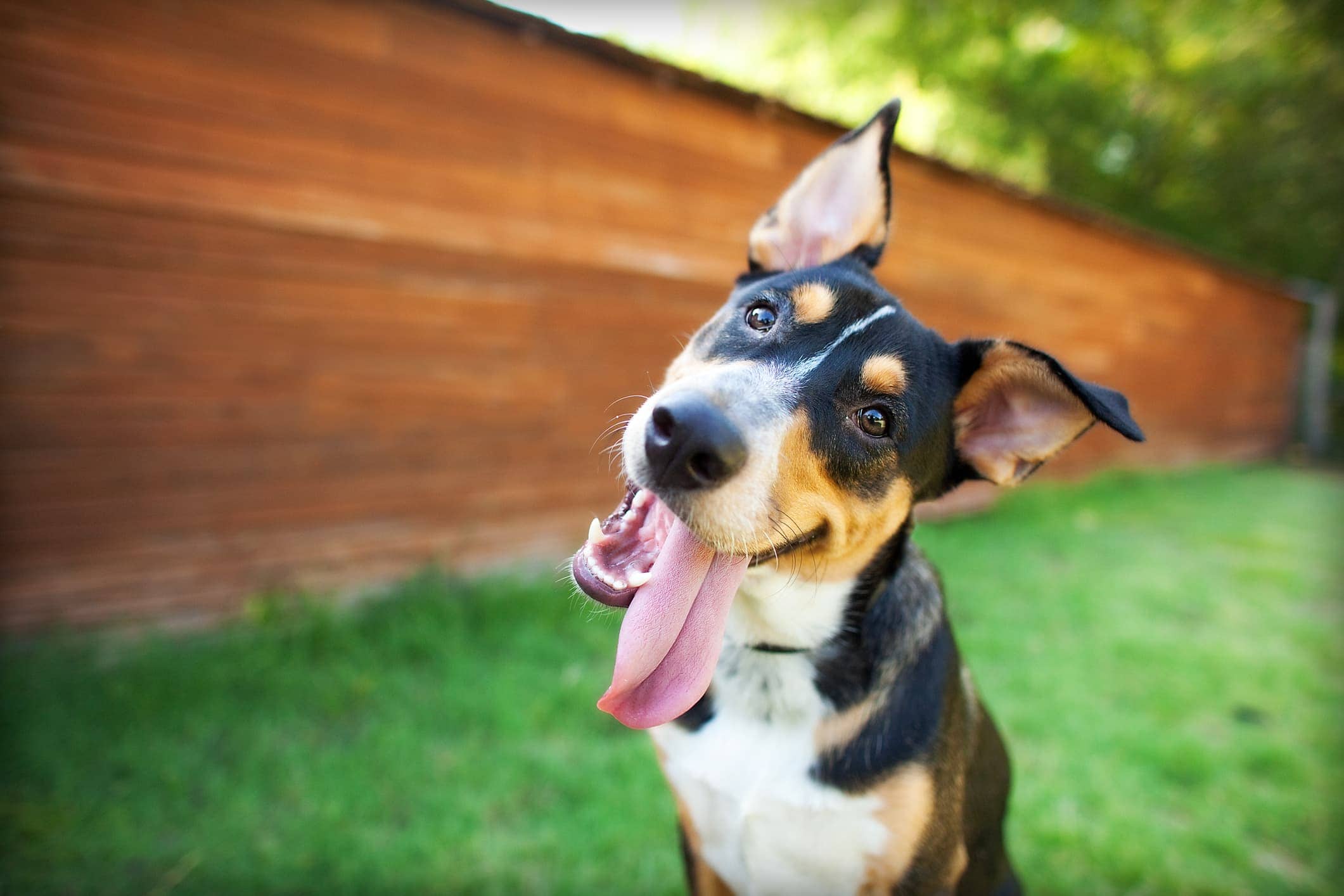 DOG StreamZ Advanced Magnetic Collar for dogs. Studies carried out on beahviour of dogs and impact streamz collar has on dogs behaviour issues. The aim of this study was to create efficacy evidence to support claims that StreamZ supports behaviour issues.