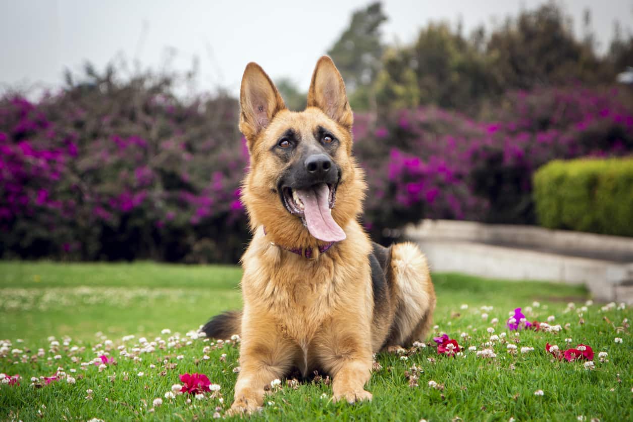 DOG StreamZ 5 star review. My 11 year old GSD Connie has improved remarkably since wearing this collar. A couple of days ago we did a 2 hour walk and at the end she jumped into the car, and has been fine since too. It’s a new lease of life for her.