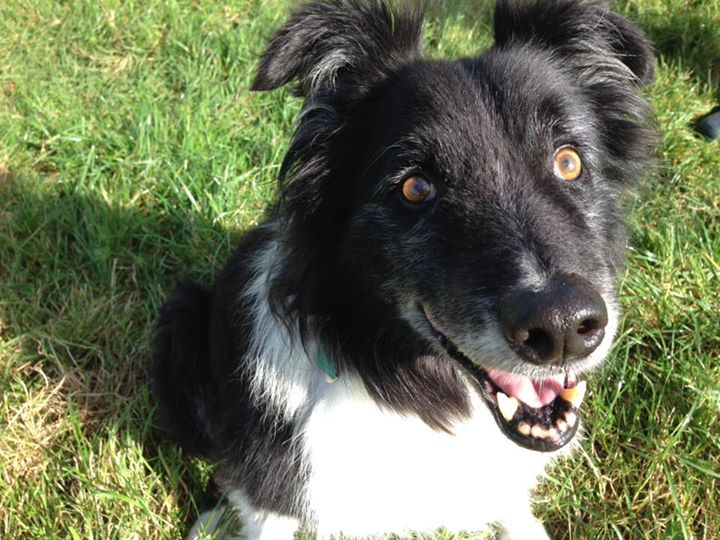 DOG StreamZ Review. Benji had a course of injections from our vet earlier this year fto help with his arthritis but the collar has worked wonders on him, much more so than the injections did! Highly recommended for dogs showing signs of stiffness.