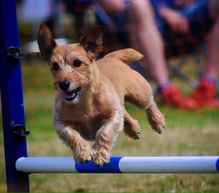 DOPG Streamz review. This DOG StreamZ collars is the best thing ever! It helps keep my muscles and joints in tip top condition so I can do what I do best, my agility. Here are some pictures of me having fun. Go and tell your friends, they are so worth it