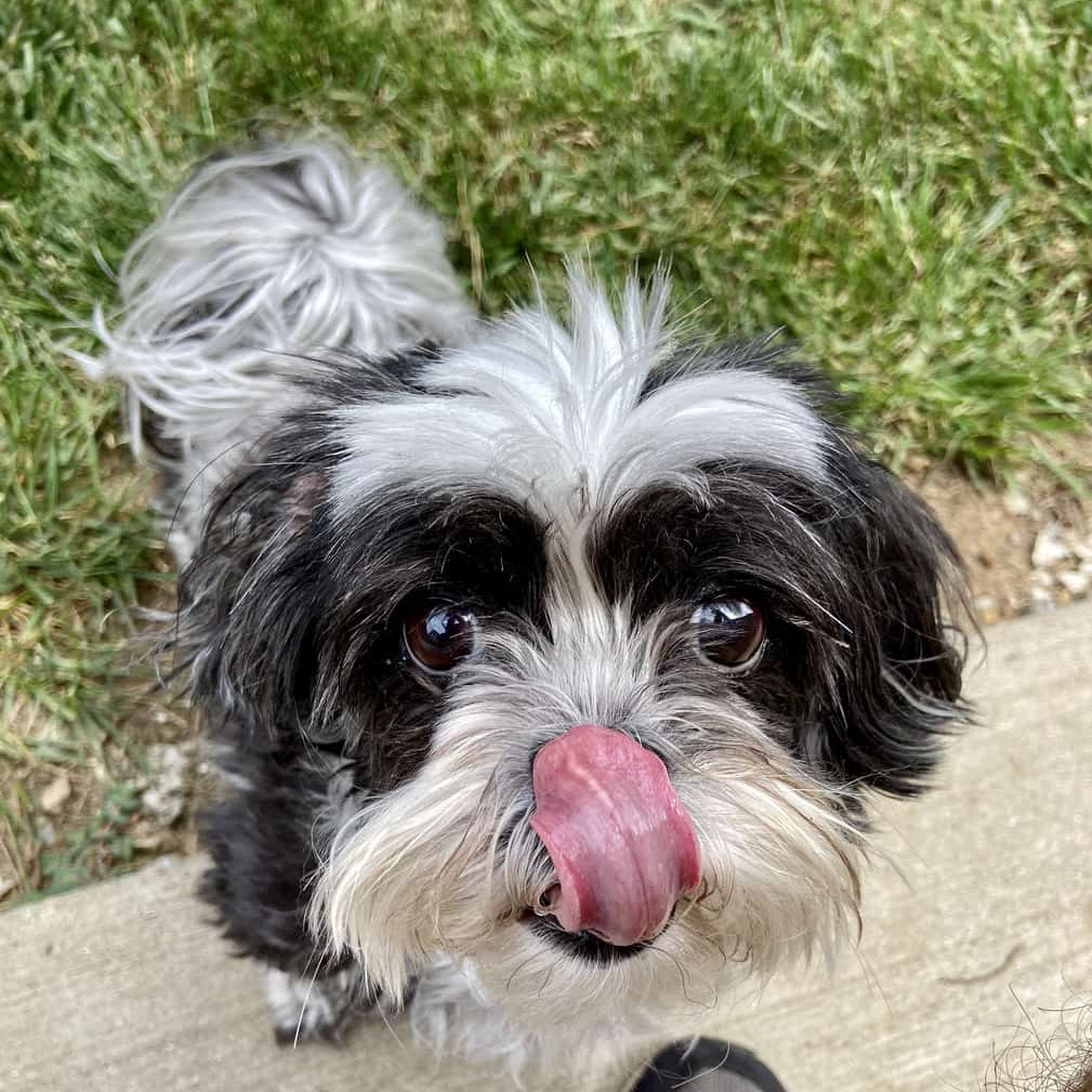 DOG Streamz magnetic collars I originally tried one of these collars for a dog with IBD, vets wanted to euthanase she was so bad, the improvement was literally overnight. It saved her life. Just bought one for a little old shih tzu and he’s a puppy