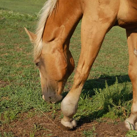 EQU Streamz magnetic horse bands for windgalls. Study image of horse with windgalls to support streamz efficacy claims that windgalss reduce when worn alongside streamz magnetic horse bands. Image for studies page on streamz website.