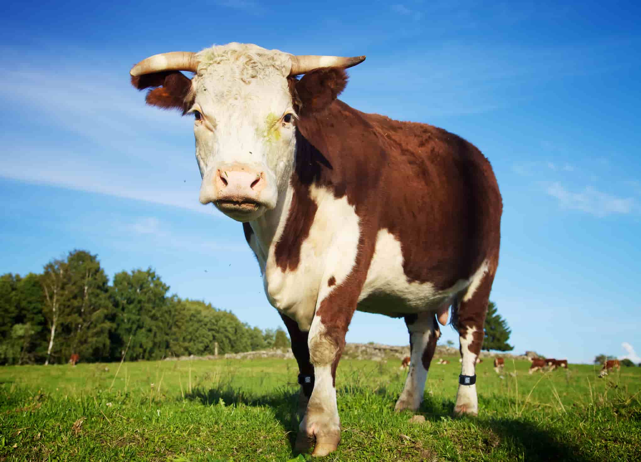 MOO Streamz 5 star review for treatment of bull lameness