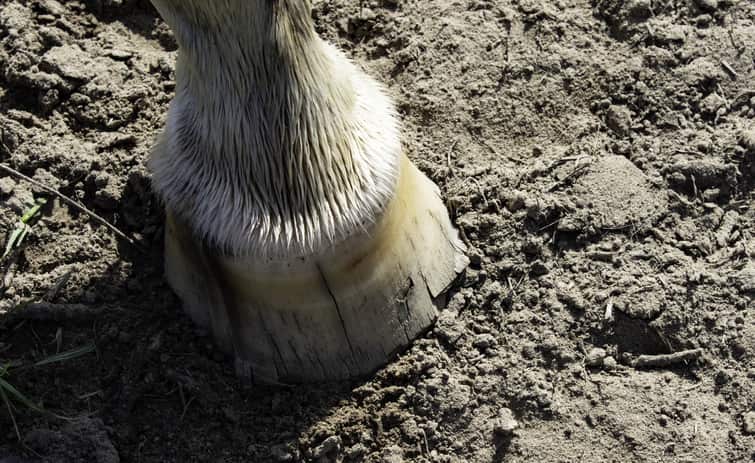 EQU Streamz magnetic horse bands for ringbone treatment and supporting issues in horses hoof. Study carried out for efficacy support when streamz make claims the magnet bands help horses with ringbone. Image for streamz website. Out now in USA