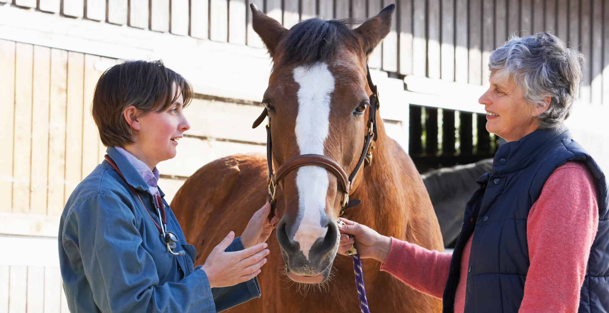 EQU Streamz advanced magnetic horse bands for equine therapy - 8 tips on what you should do before buying your first horse. Main blog image.