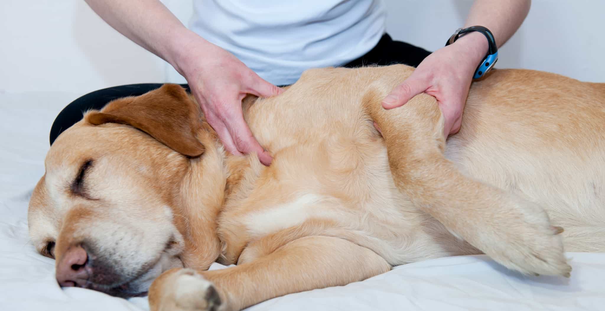 Alternative therapies | Massage therapy for dogs and horses main image