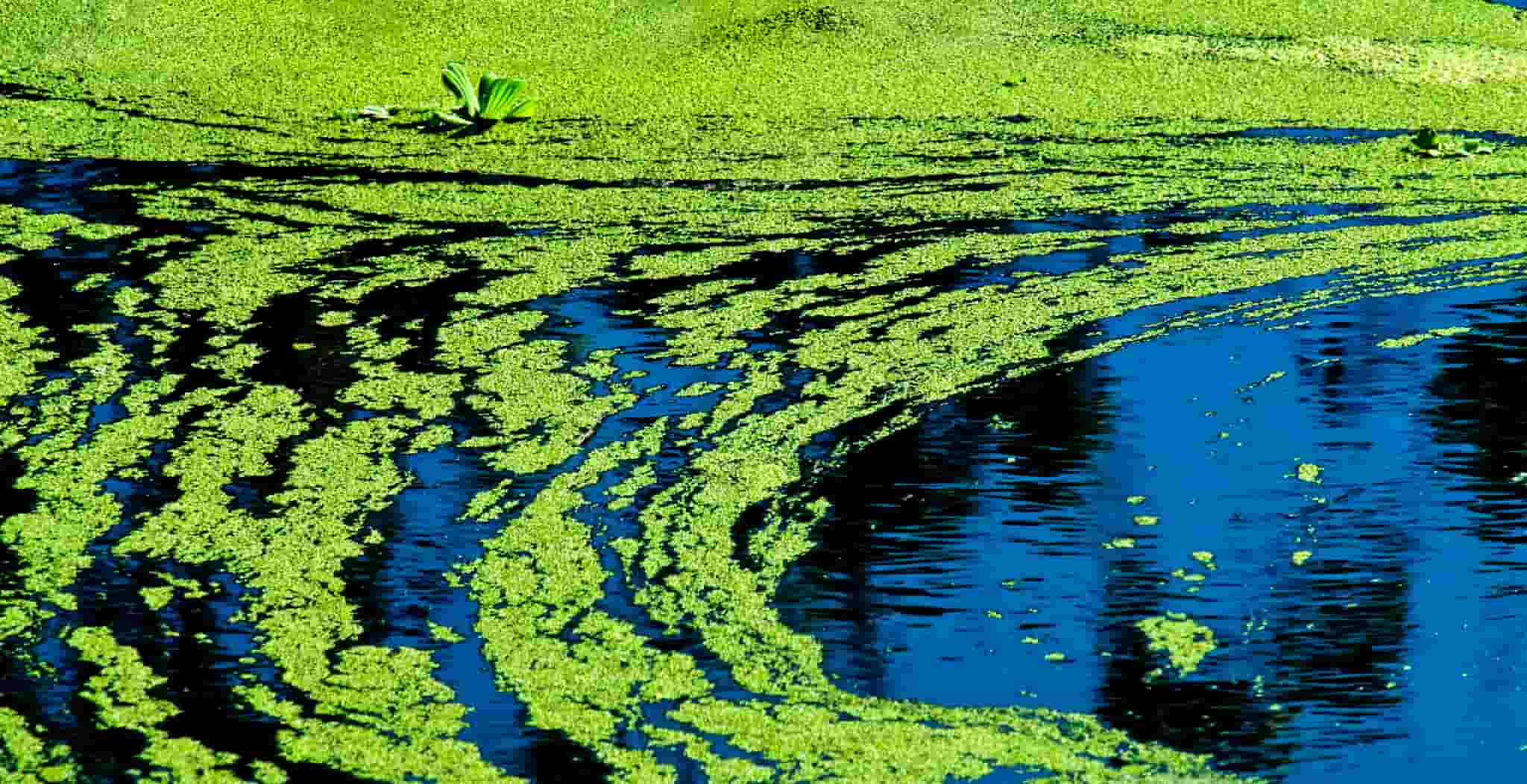 It’s lovely to jump into cold water on a hot, humid and sunny day but if your region has any history of green-blue algae then avoid the water at all costs. It really isn't worth the risk.