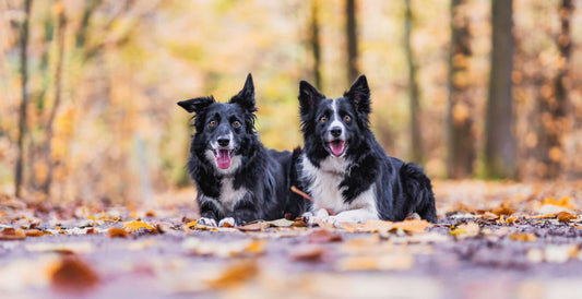 Understanding Common Health Conditions found in Border Collies DOG Streamz blog article