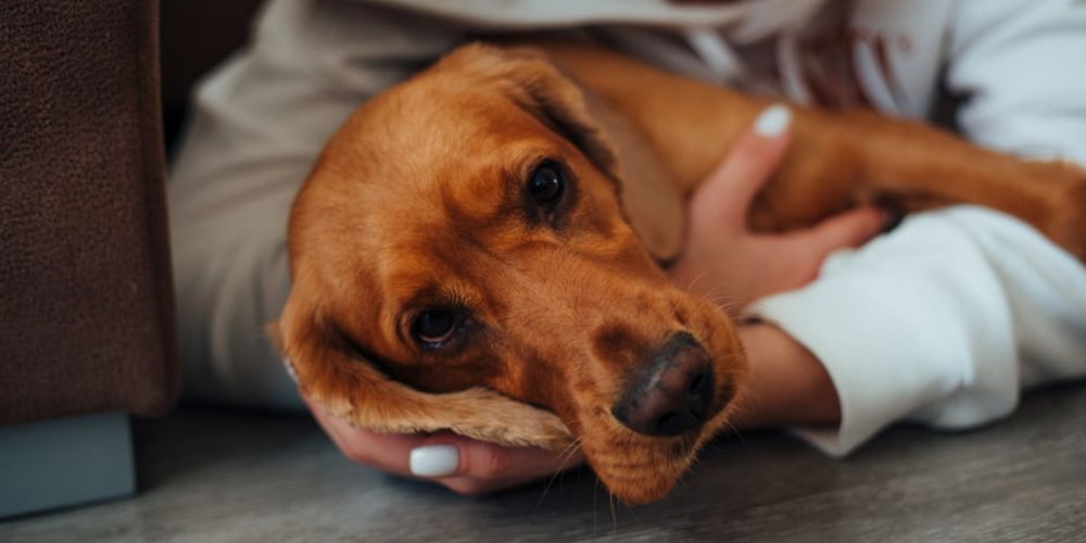 Recovery and Rehabilitation for Dogs with Joint Pain and Mobility Issues, dog lying down
