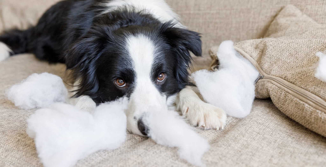 Holistic Approaches to Relieving Stress and Anxiety in Dogs: Herbs and ...