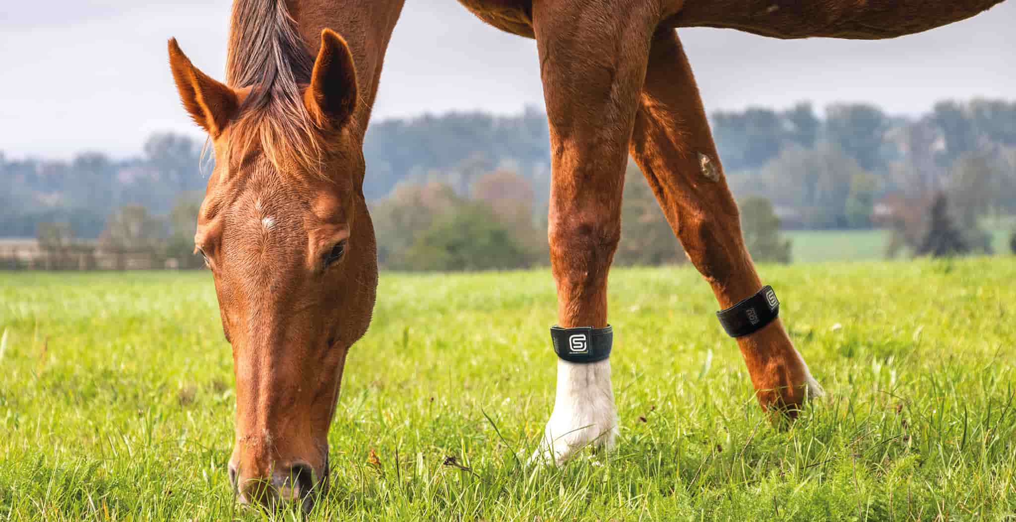 Laminitis in horses treatment in 2026