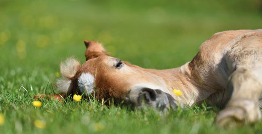 EQU StreamZ Blog Entry on why your horse lies down and what you should do if anything about it. Blog image of horse lay down in field.