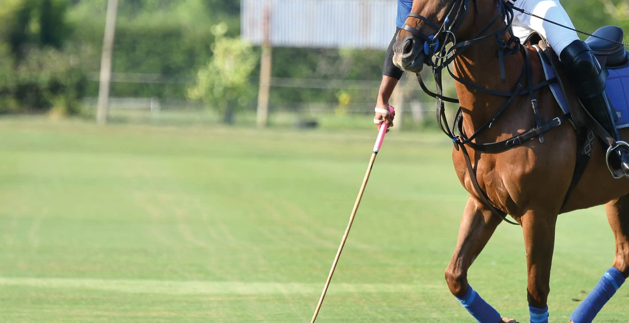 EQU Streamz advanced magnetic horse bands blog image of polo horse equine discipline 