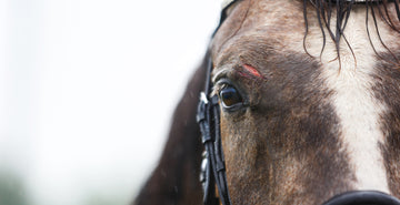 Cuts and Wounds in horses | Causes, Symptoms and Treatments. Horse with cut over eye.