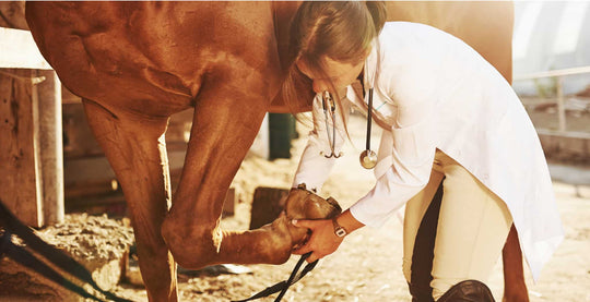 equ streamz joint conditions in horses blog image of horse with joint disease being inspected by bet