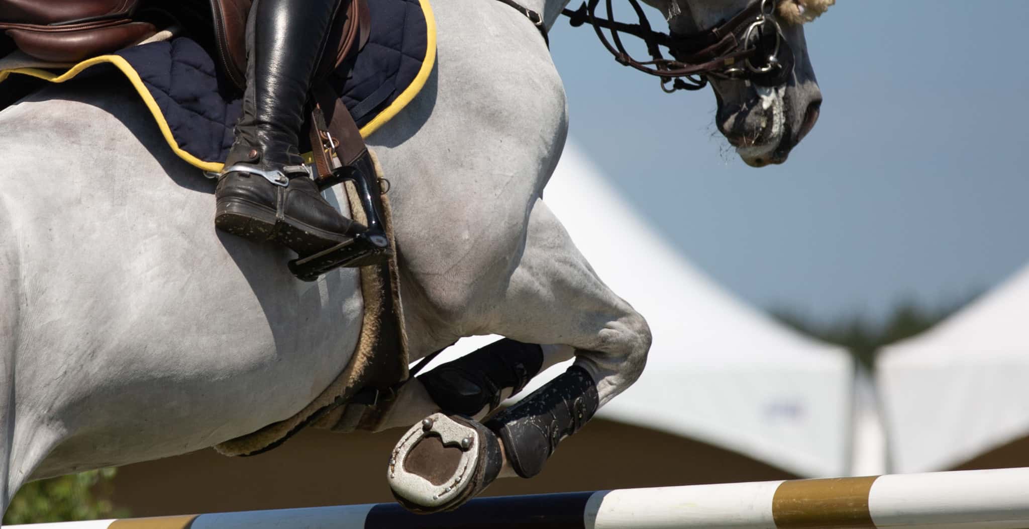 Injuries to watch out for in sports performance horses