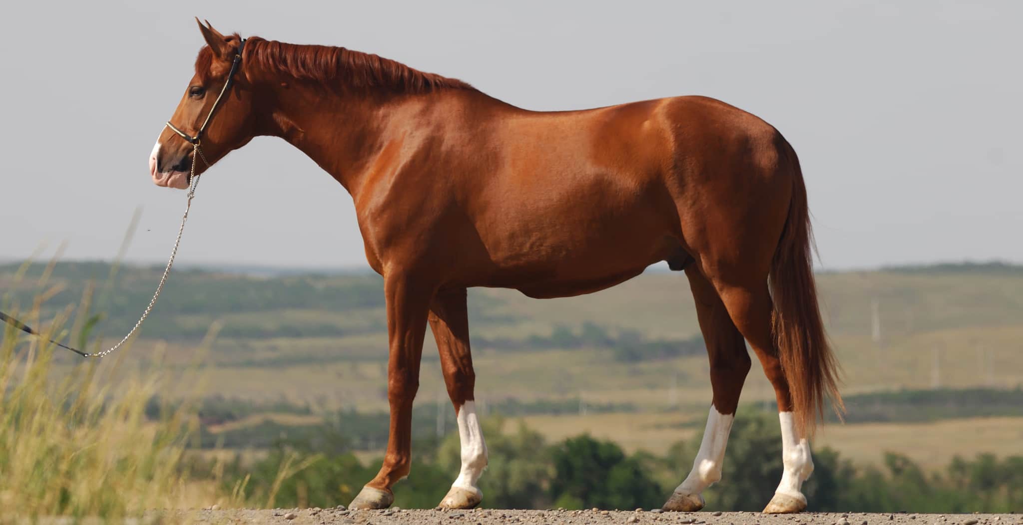 Edema in horses, inflammation and swelling in horses legs, picture of horse 