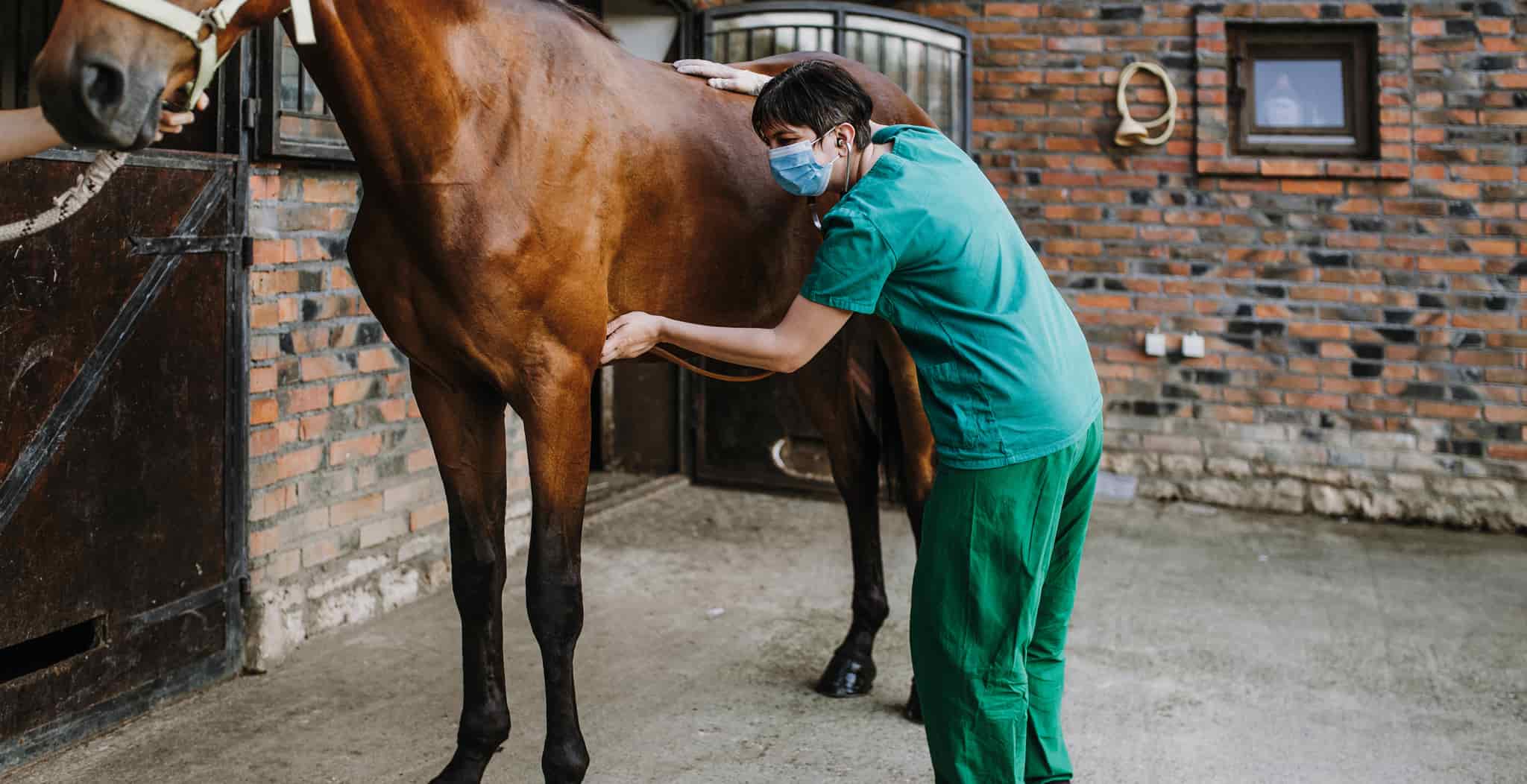 EQU StreamZ. Equine lameness usually refers to a condition in which a horse's gait or posture is irregular. Pain, a mechanical issue, or a neurological disorder can all contribute to lameness.