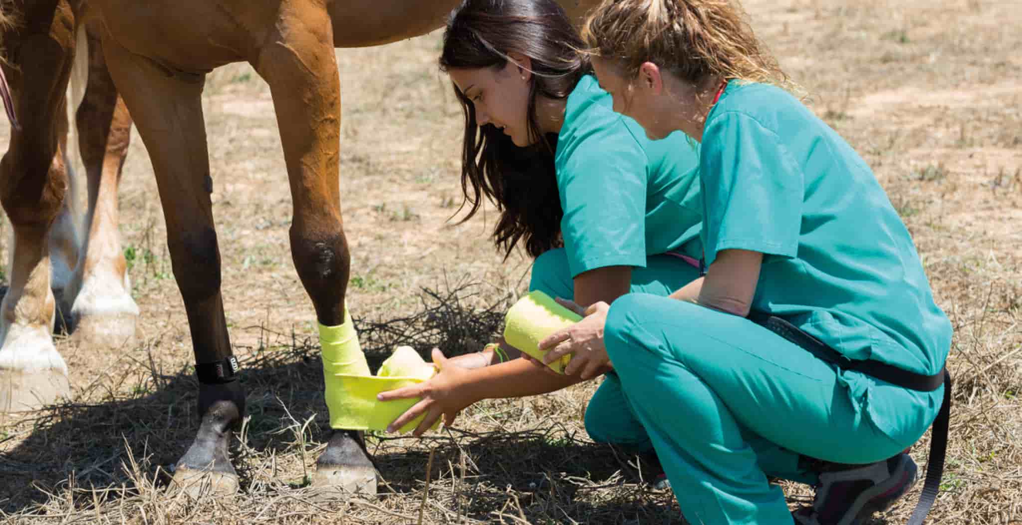 Equine Digital Flexor Tendon Sheath Injuries | DDFT Symptoms, Treatment & Rehabilitation main image