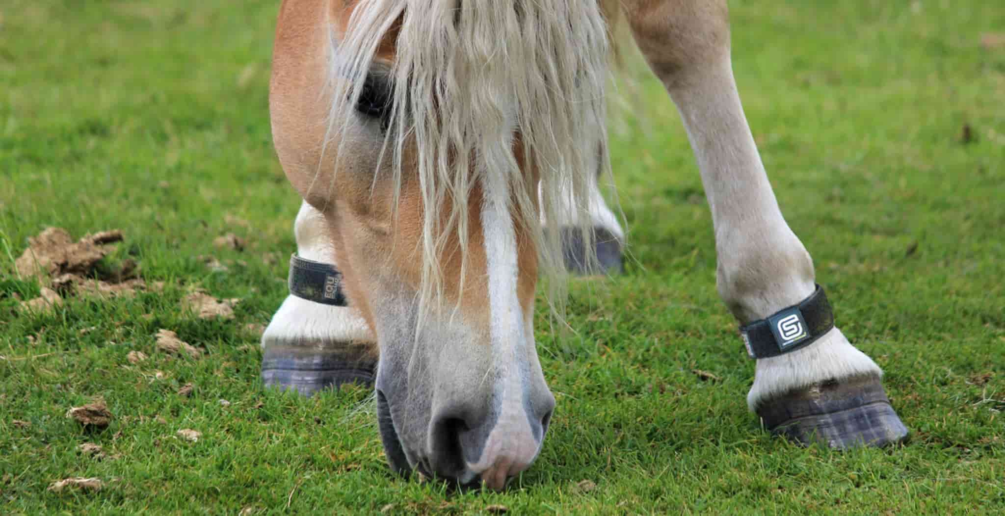 Image of horse wearing equ streamz magnetic bands for healthy hooves and happy hoof