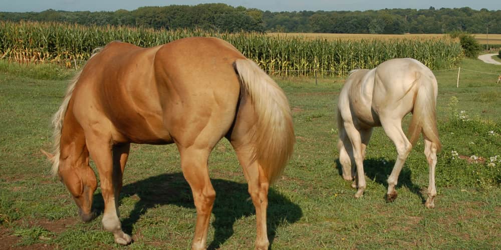 EQU StreamZ, filled legs in a horse