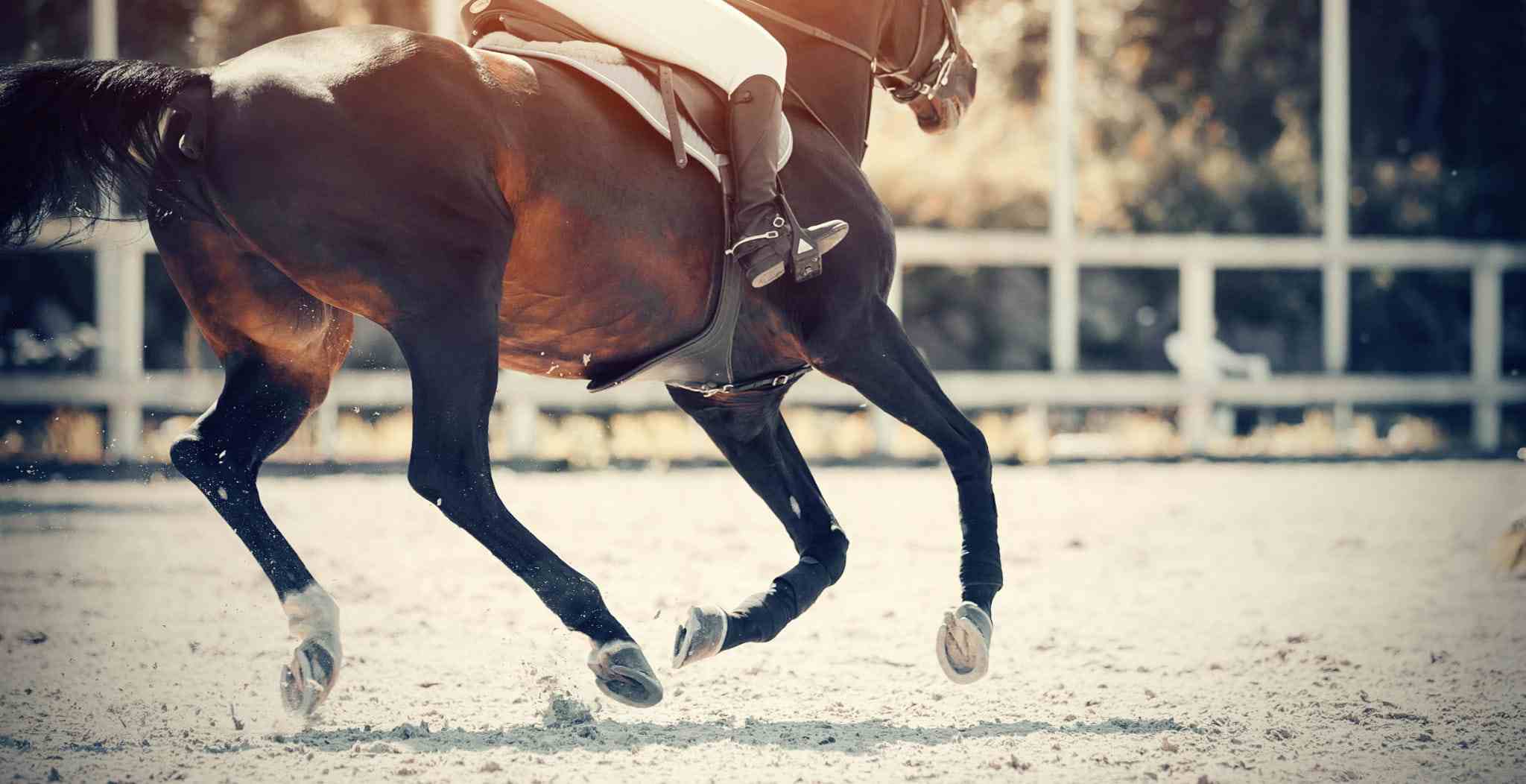 How to Prevent Injuries in Horses (Guide for Sport & Performance Horses)