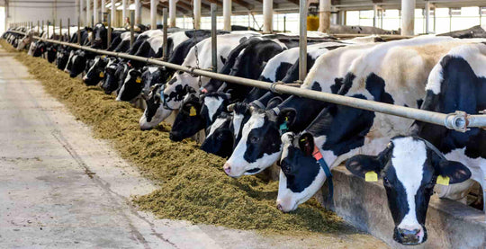 MOO streamz lameness in dairy cows and cattle blog image of cows milking in dairy