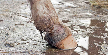 Mud fever in horses symptoms causes and treatments blog image. Image of horse with signs of mud fever.