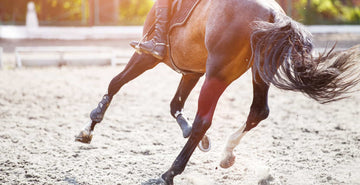 EQU Streamz advanced magnetic horse bands Sesamoid Injuries blog image. Horse moving at speed.