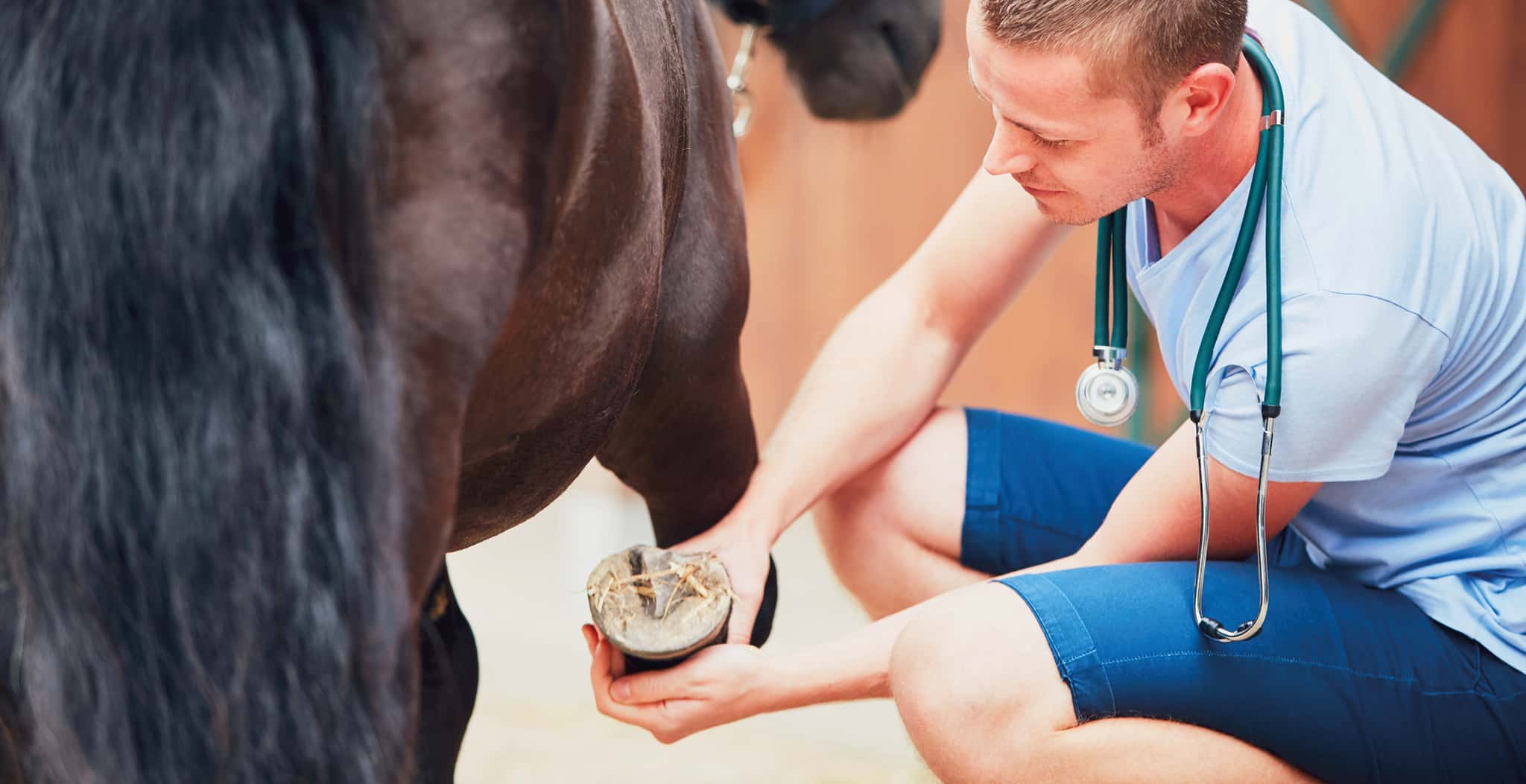 EQU Streamz horse bands magnetic blog post. Chiropractor or physiotherapist and what is the difference.