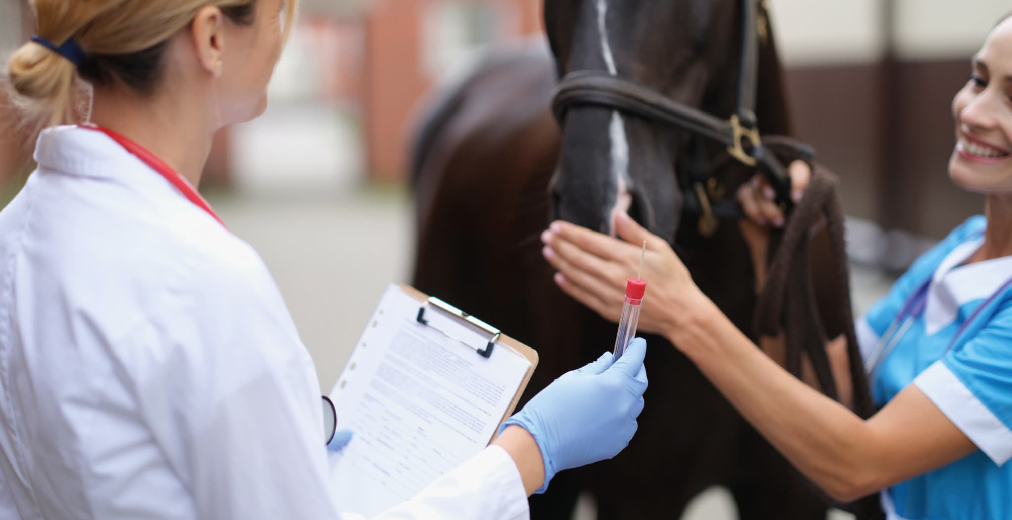 There are many benefits to non-steroidal anti-inflammatory drugs as they help horses in pain and reduce inflammation