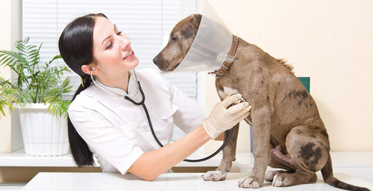 DOG Streamz magnetic collars worn by dogs for recovery and rehabilitation after injury or operation
