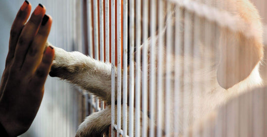 DOG Streamz support Many Tears animal rescue with their magnetic dog collars and donations