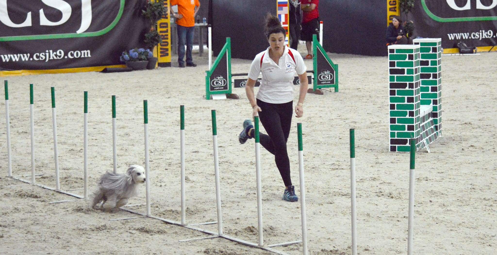 Dog Agility Tv Show 60 Photos - Moonagedaydream.film
