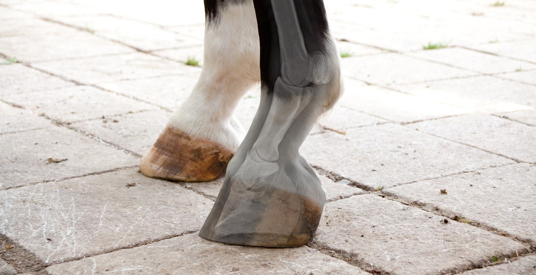 Horse Arthritis Symptoms, Causes & Treatments StreamZ (USA)