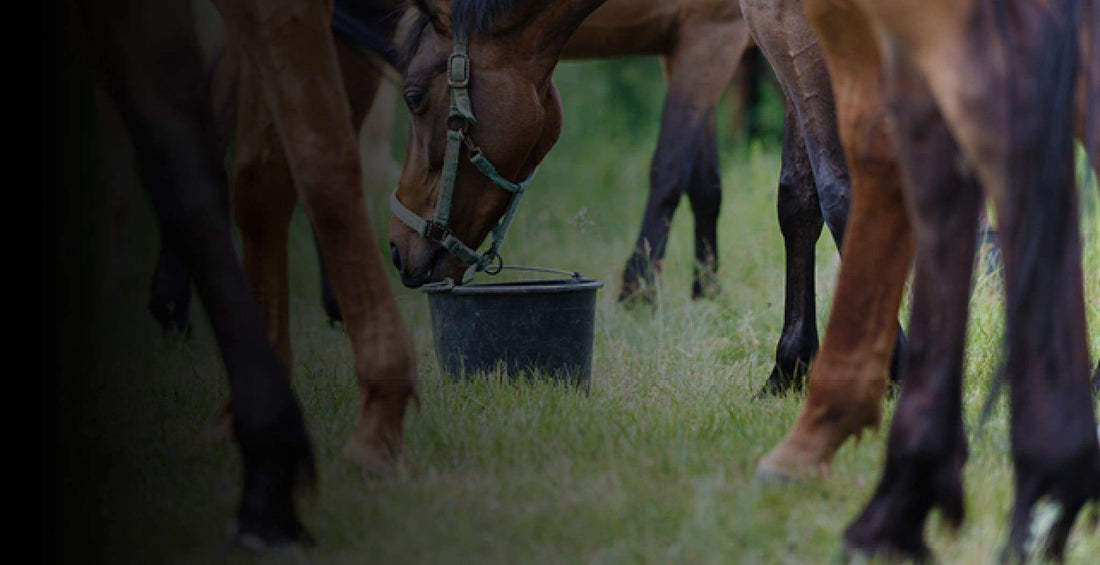 EQU StreamZ Magnetic Fetlock Bands Information Directory on Fetlock Injuries and Common Treatments often used. A ‘horses fetlock’ is a name of a joint between the animals cannon bone and pastern bone and is basically the ankle of a horse. 