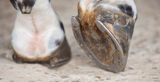 Navicular treatment, EQU Streamz magnetic horse bands are used across the world to support horses with navicular issues. Information directory showing what navicular treatments are commonly used which now includes magnetic horse bands