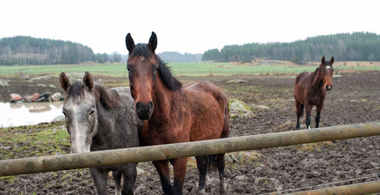EQU Streamz magnetic horse bands mud fever and hoof issues relating to soft ground and muddy conditions health issues blog image usa
