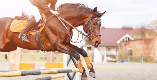 Showjumping horses and riders see great benefit in using advanced magnetic horse bands to support recovery from ligaments muscles and tendons in show jumping horses