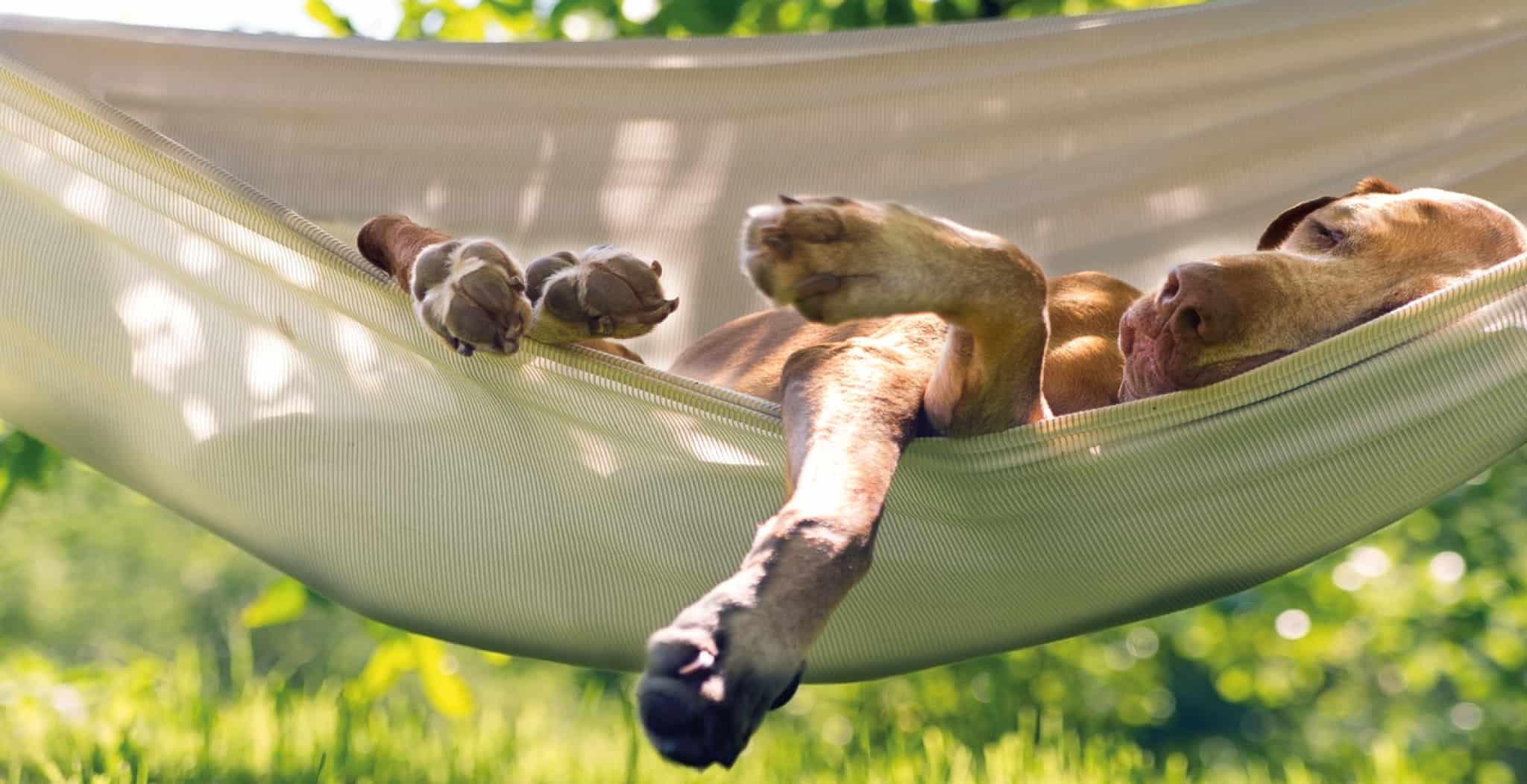 dog streamz blog image 5 Canine Health Issues to Watch Out For in Summer