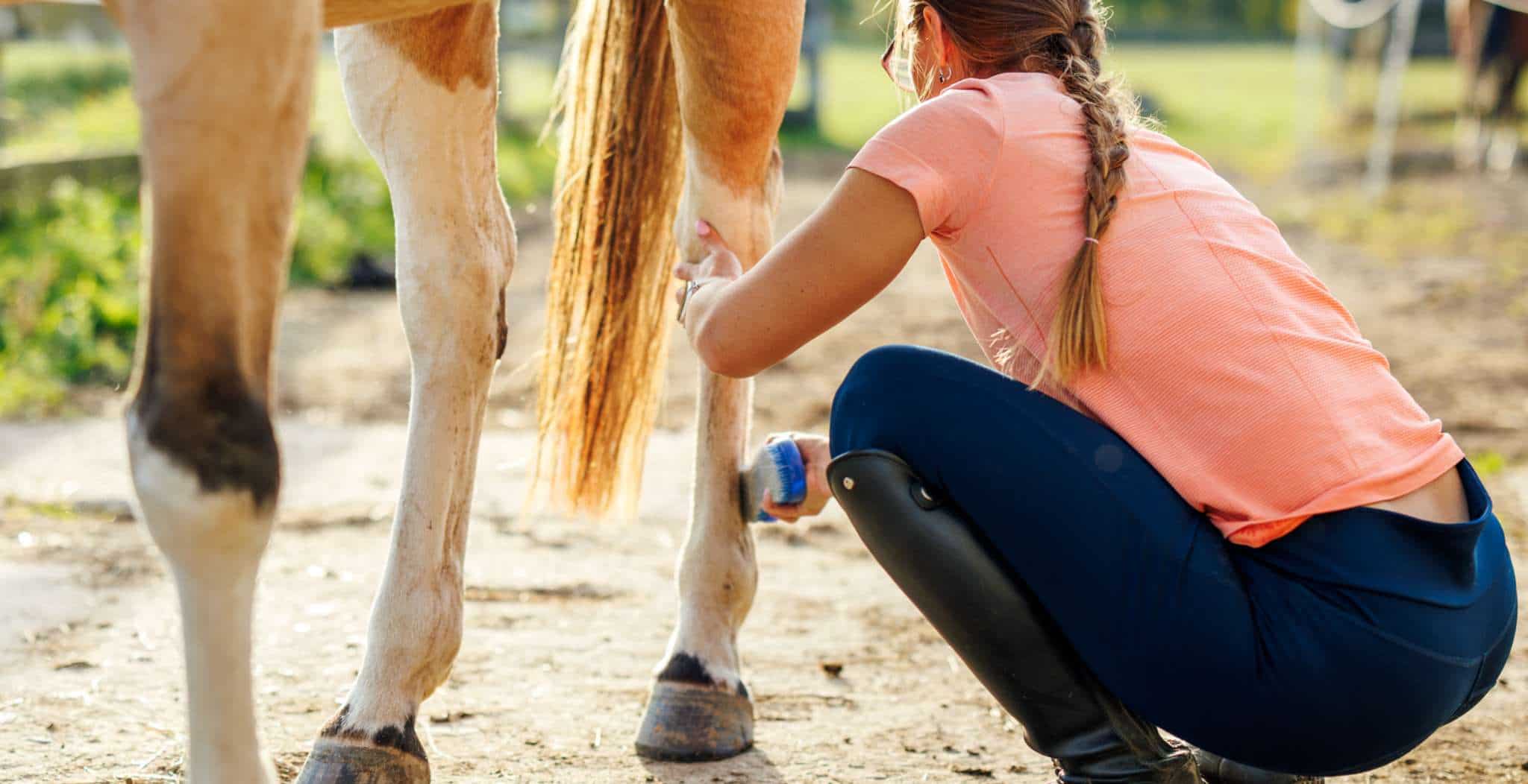 The Complete Guide to Hock Injuries & Care Main Image for blog