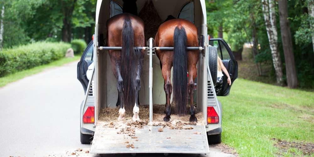 The Essential Guide to Safe Horse Travel & Leg Health